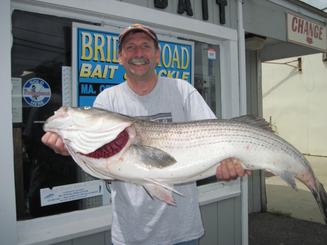 Enormous Stiped  Bass Caught in Merrimack River